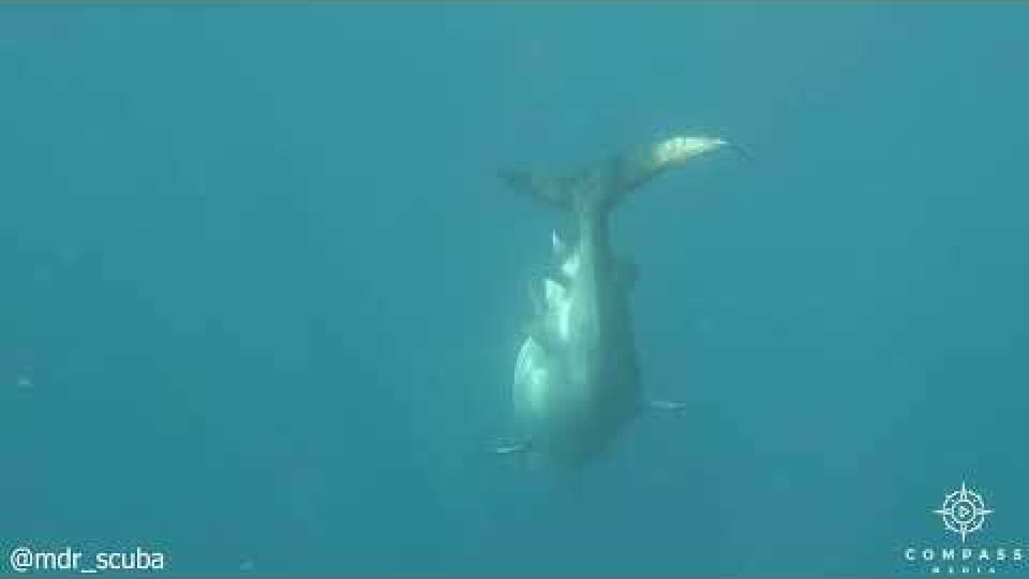 Brave Turtle Escapes Jaws of Hungry Tiger Shark