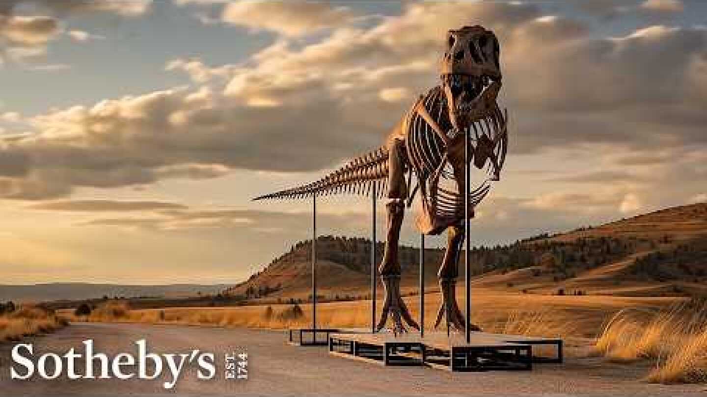 Uncovering a 38-Foot-Long T-Rex Skeleton: Meet Gus the T-Rex | Sotheby’s