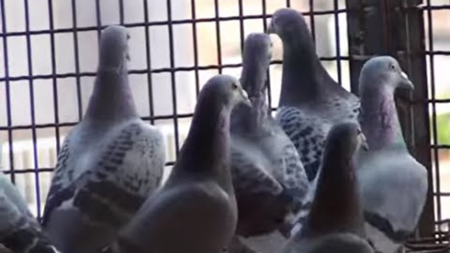 Taiwan Pigeon Racing Exposed