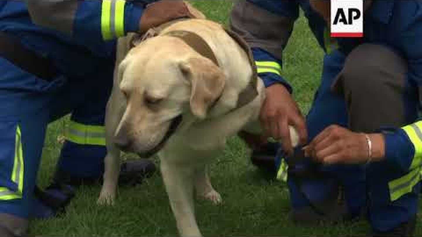 Frida the search and rescue dog is a hero in Mexico