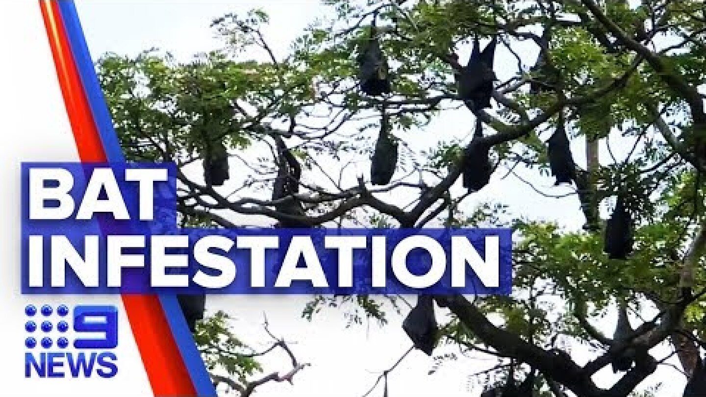 QLD town infested with growing bat population | Nine News Australia