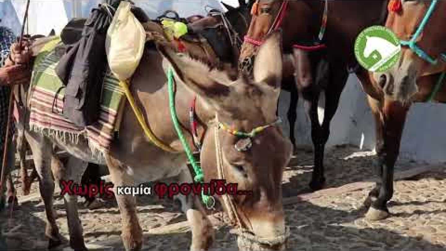 Λέμε όχι στη κακοποιήση Ιπποειδών