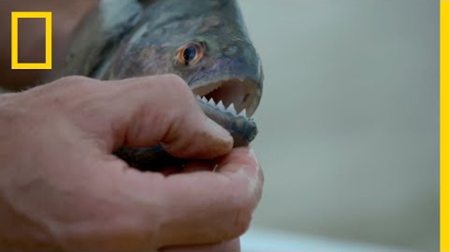 Άγνωστα Ύδατα με τον Jeremy Wade | Νέα Σειρά Trailer | National Geographic Greece