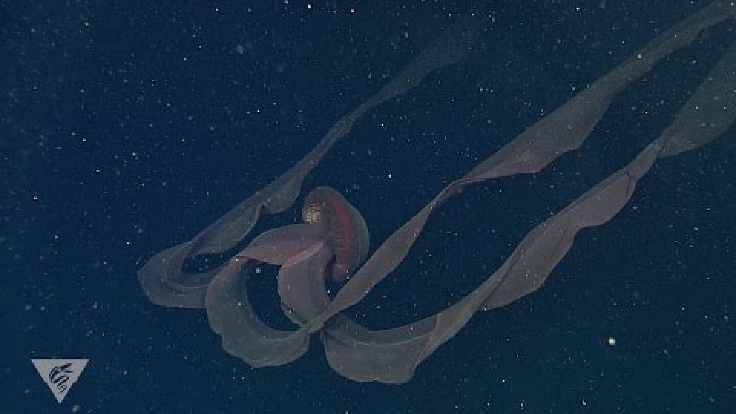 Ghostly critters from the deep sea: Stygiomedusa gigantea