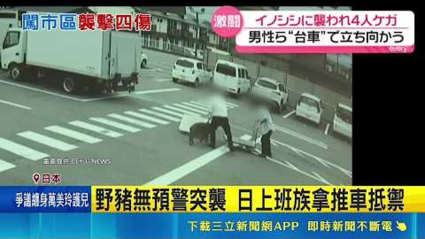 城市現蹤！野豬市區橫衝直撞狂襲路人 日本上班族推車死守搏鬥畫面曝光｜三立新聞LIVE