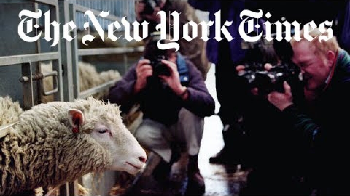 The Story of Dolly the Cloned Sheep | Retro Report | The New York Times