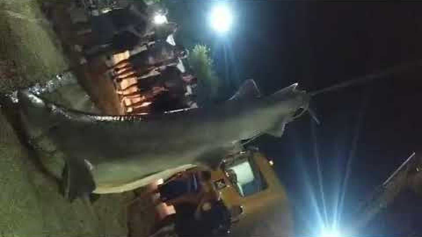 Καρχαρίας-σαπουνάς στα Αραχωβίτικα της Πάτρας thebest.gr