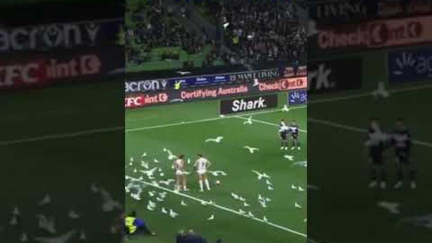 😀 Seagull invasion at the Australian Championship match