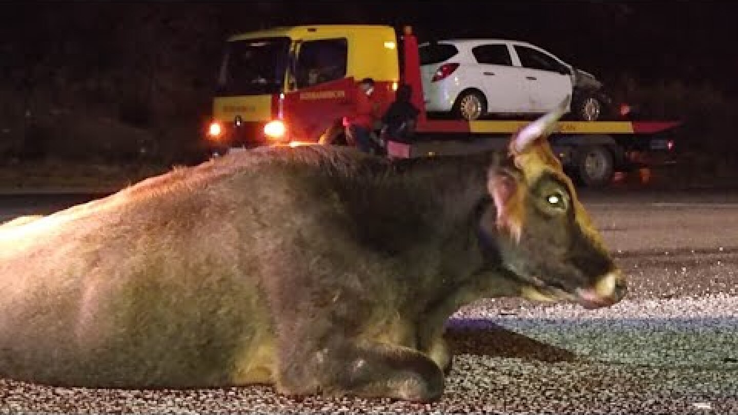 Αυτοκίνητο συγκρούστηκε με αγελάδα στη Νέα Καρβάλη Καβάλας