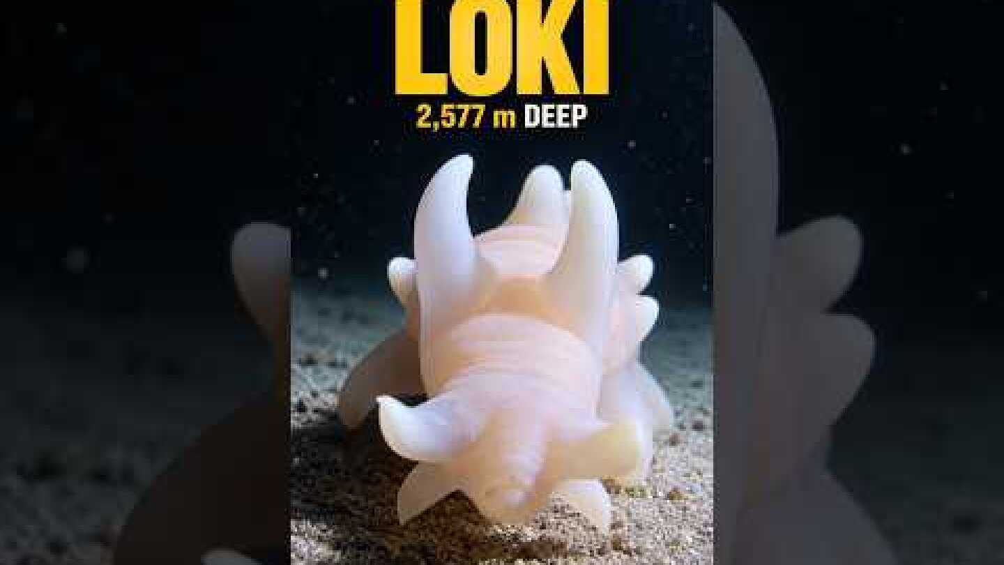 🌊 Meet Loki: The Horned Sea Creature Found 2,577m Deep 🌊