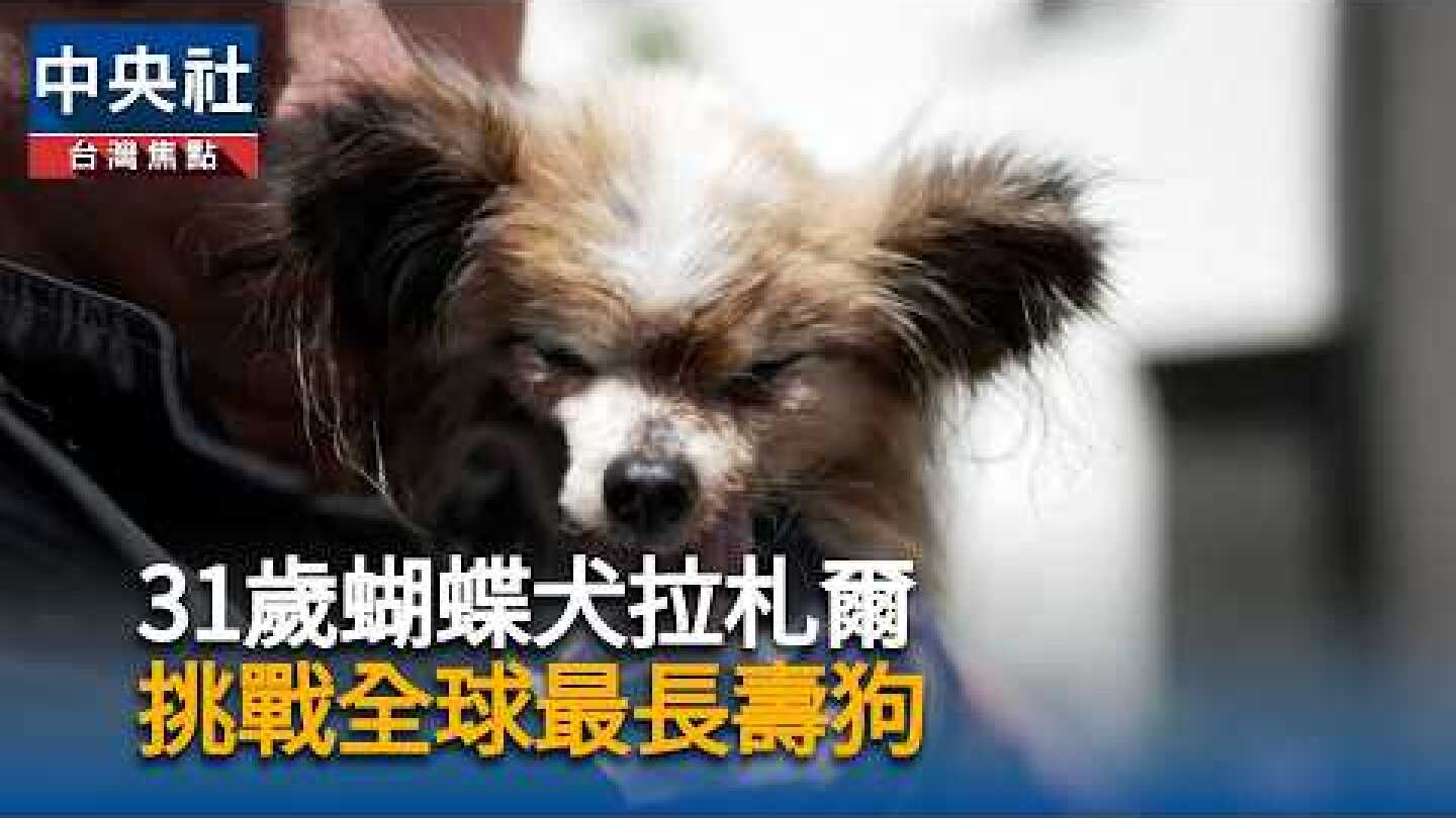 31歲蝴蝶犬拉札爾　挑戰全球最長壽狗｜中央社影音新聞