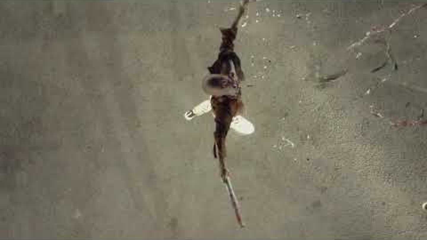 Drive In Festival (short teaser)