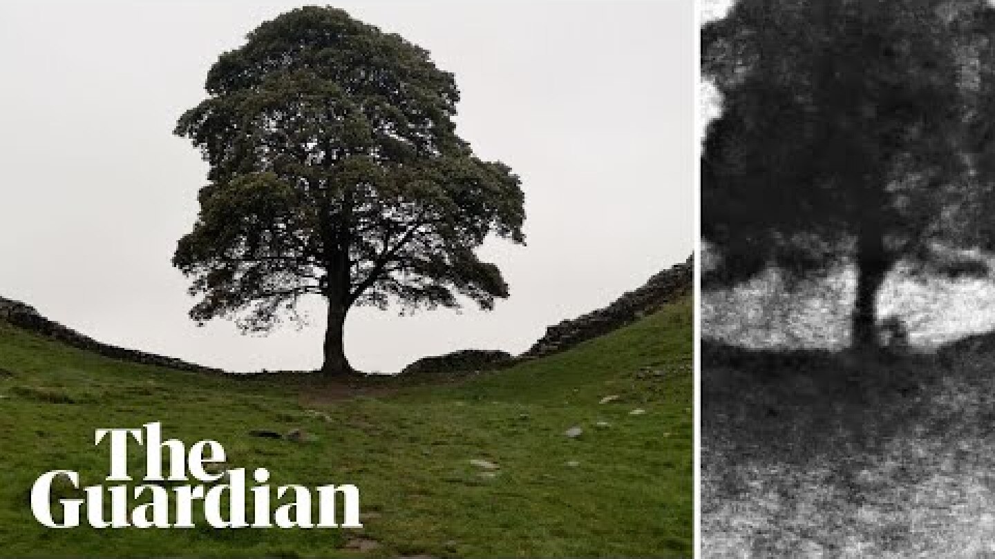 Footage purporting to show moment Sycamore Gap tree felled showed in court