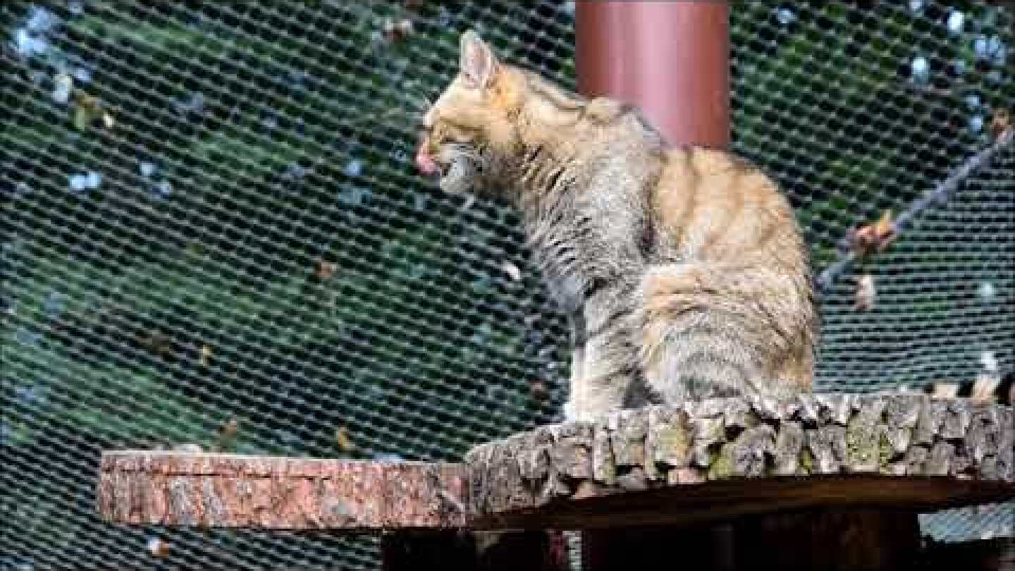 Zoo Poznań - żbiki na nowym wybiegu