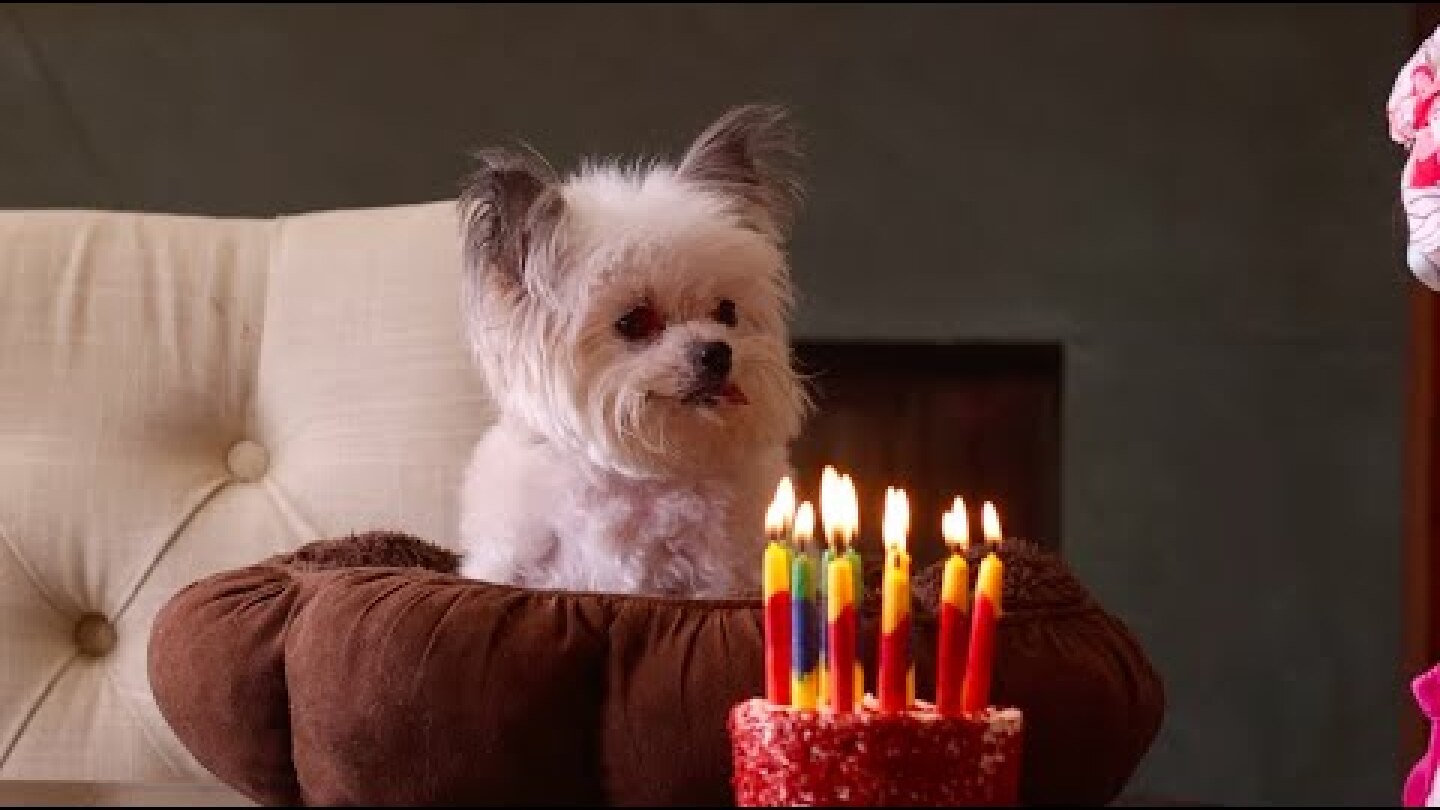 NORBERT'S AMAZING 12TH BIRTHDAY!!!