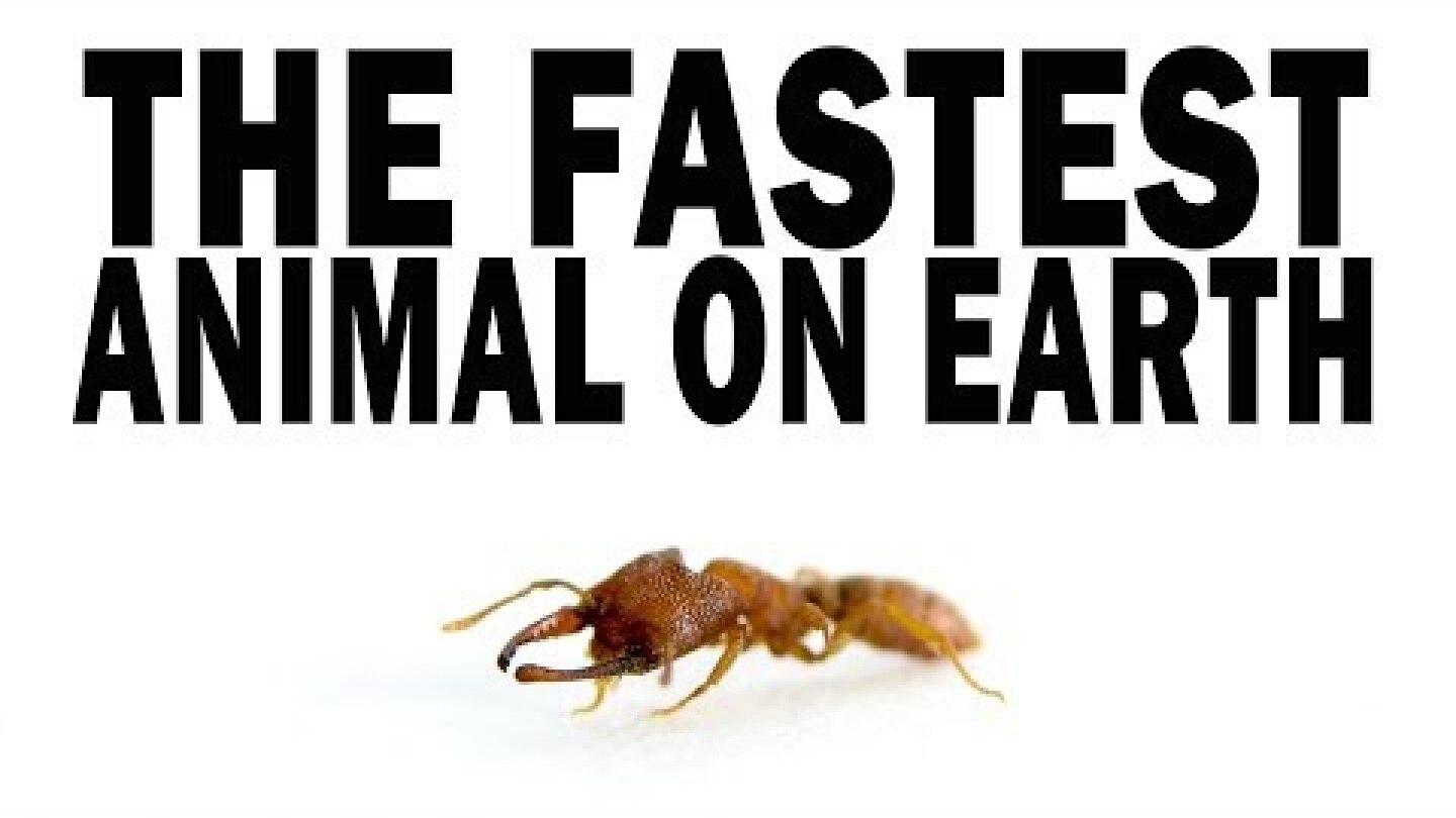 The Fastest Animal on Earth: the Snap-Jaw Ant