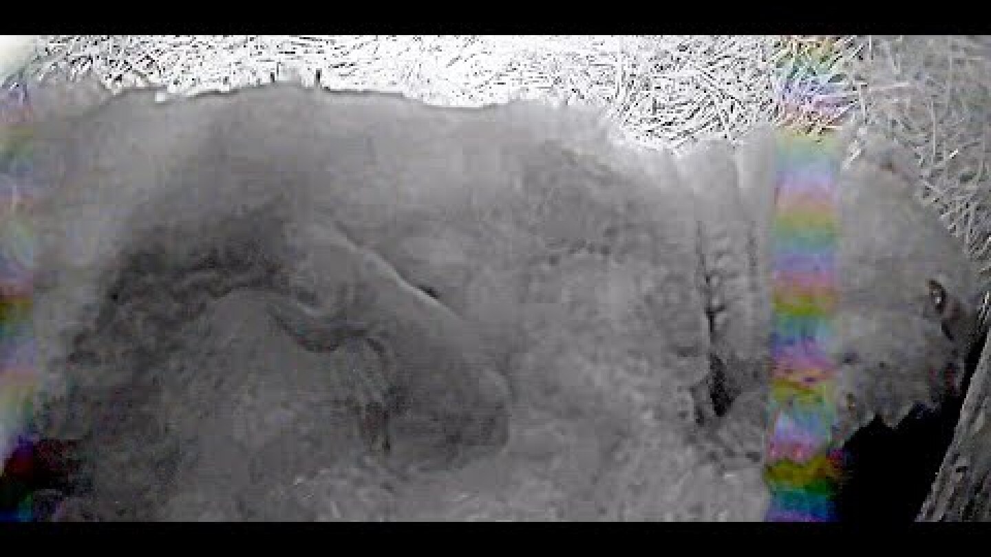 New polar bear cub in den with mother Victoria at Highland Wildlife Park. Credit RZSS