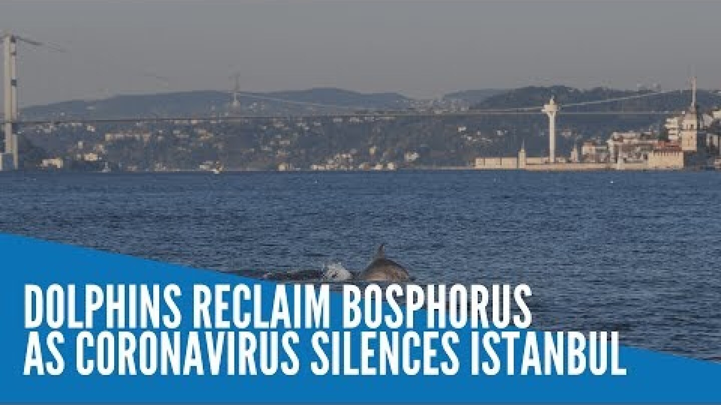 Dolphins reclaim Bosphorus as coronavirus silences Istanbul