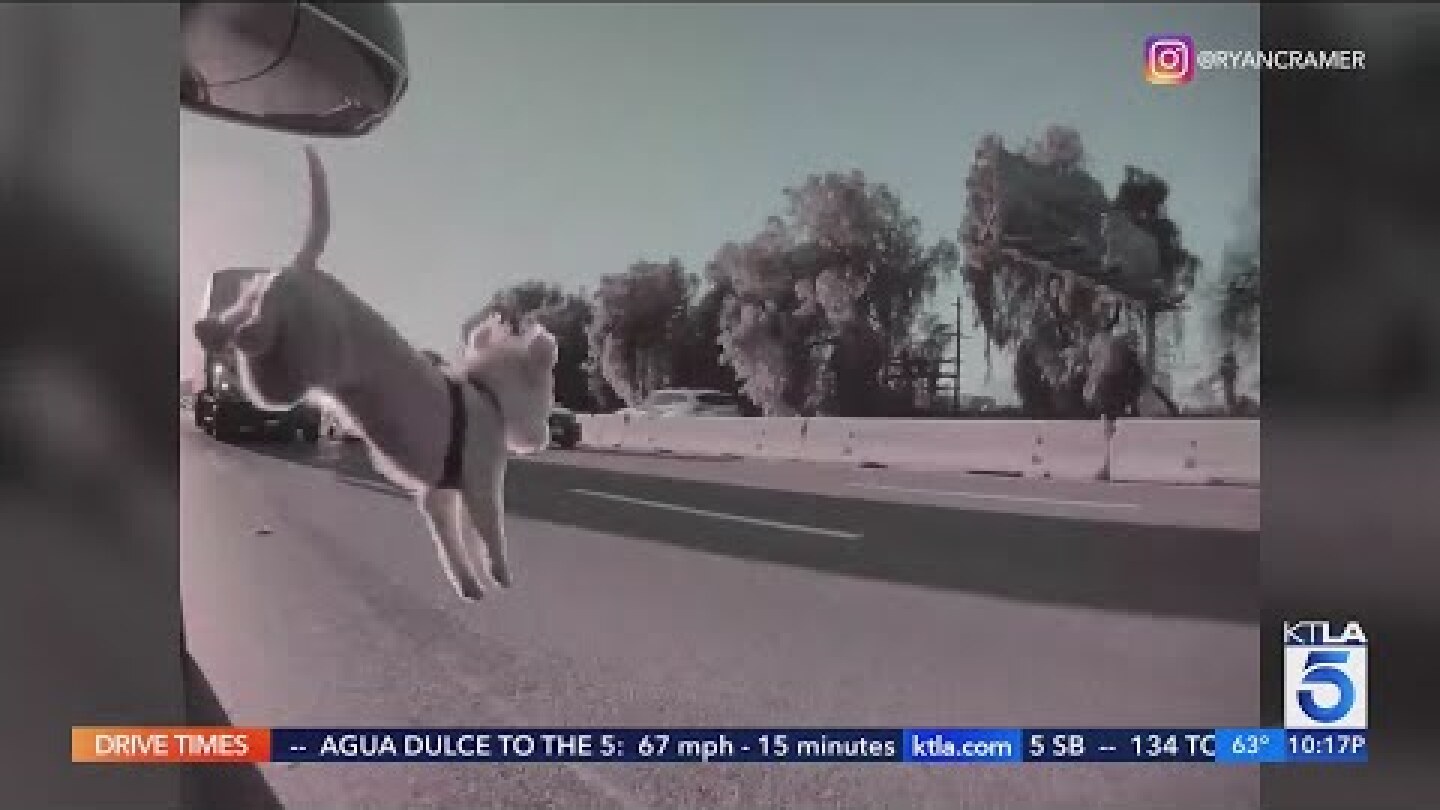 Dog miraculously survives after falling onto busy freeway in Los Angeles