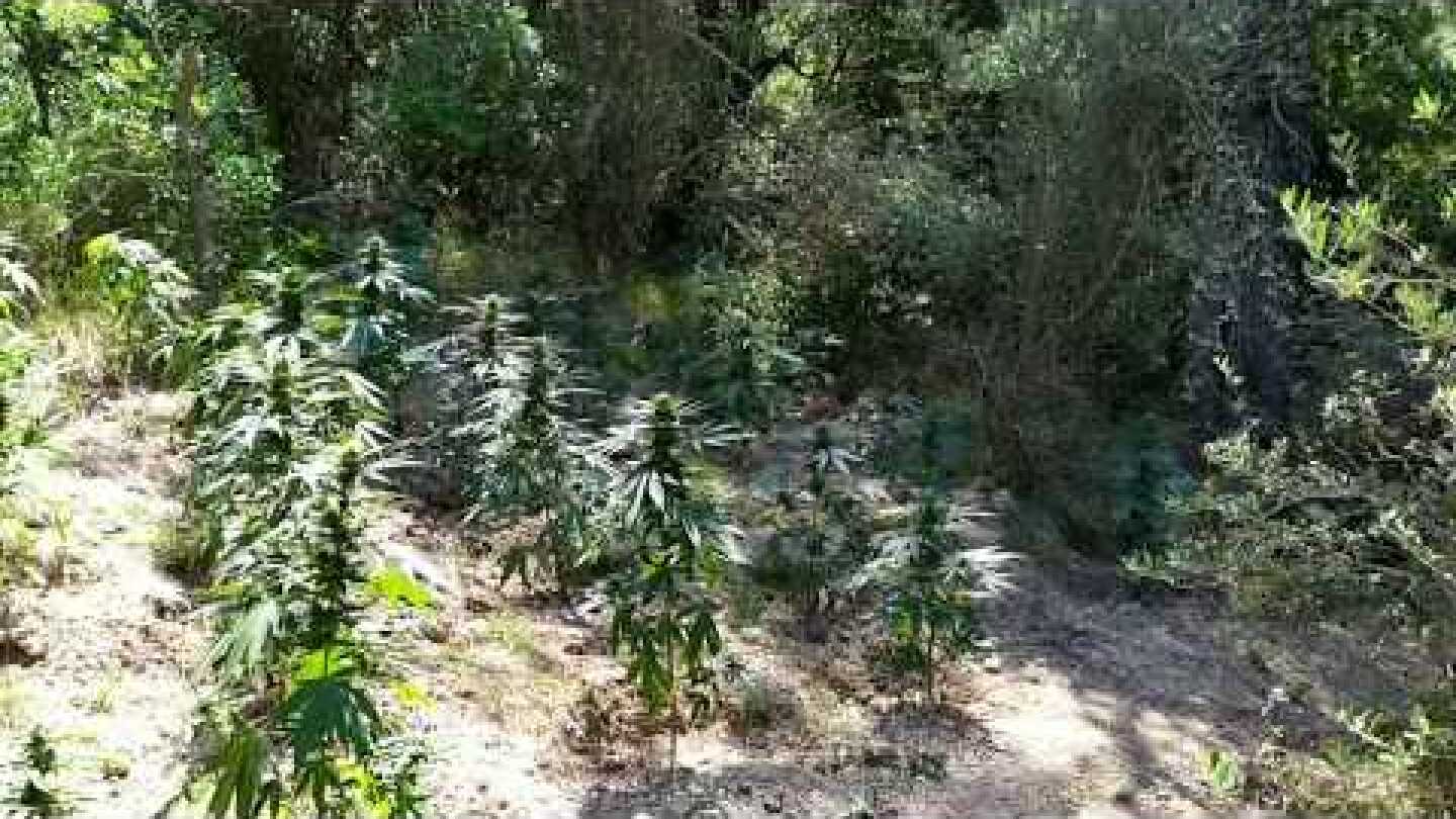 Εντοπίστηκε φυτεία δενδρυλλίων κάνναβης σε δασώδη περιοχή στην Οινόη Αττικής