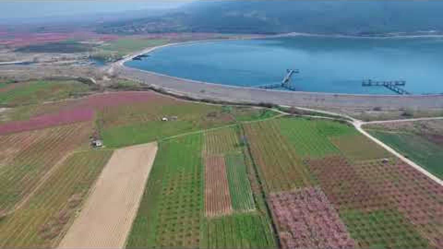 Ανθισμένες ροδακινιές στη Βέροια ΙΙΙ