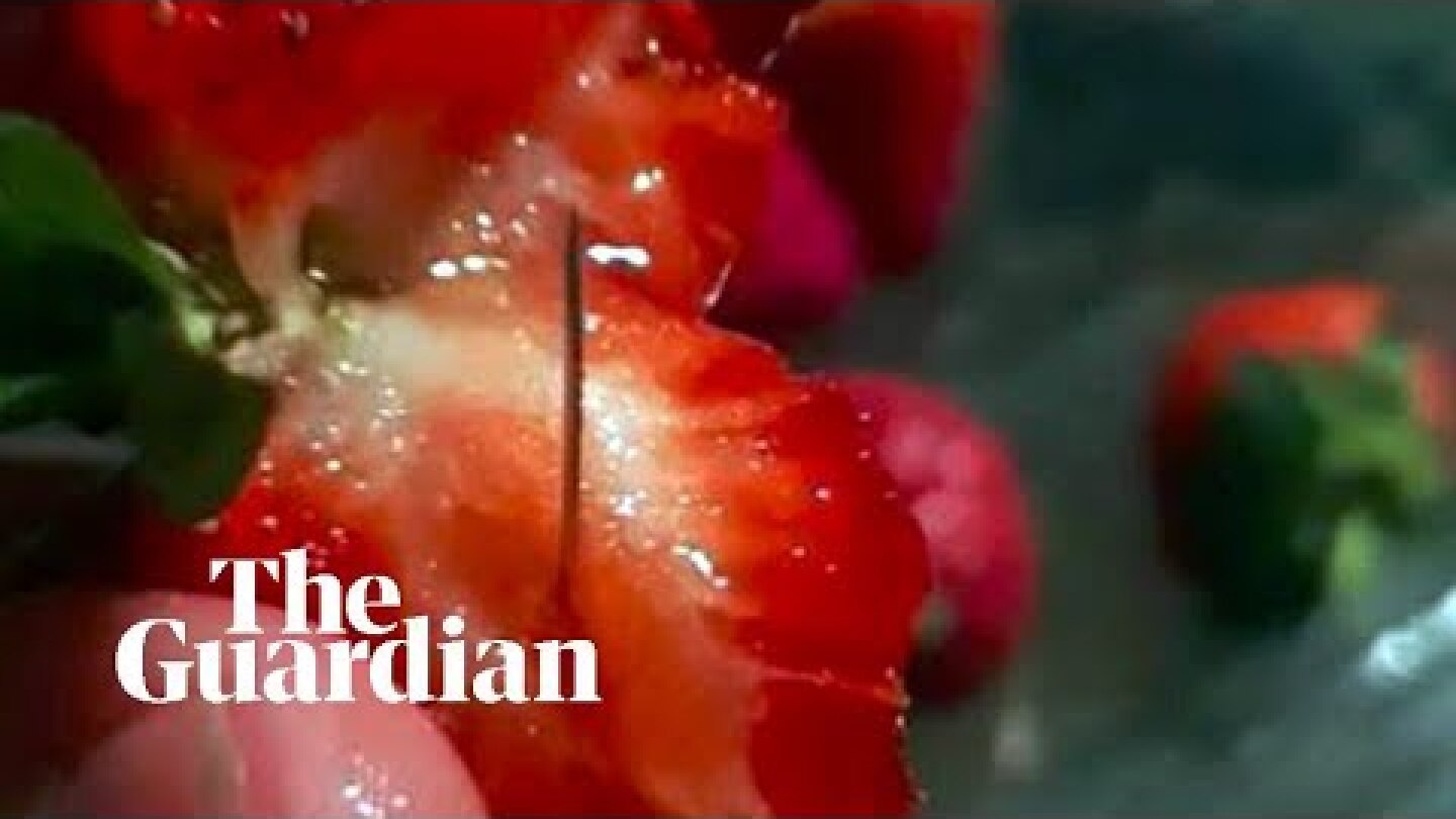 Australia's strawberry needle sabotage explained