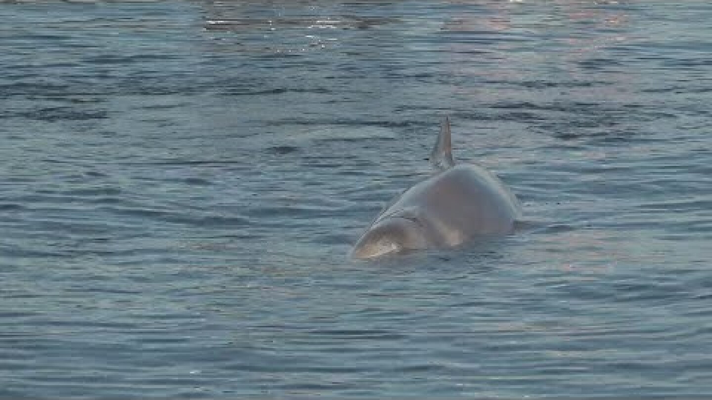 Άλιμος: Τραυματισμένη φάλαινα εντοπίστηκε σε παραλία επιχείρηση του Λιμενικού