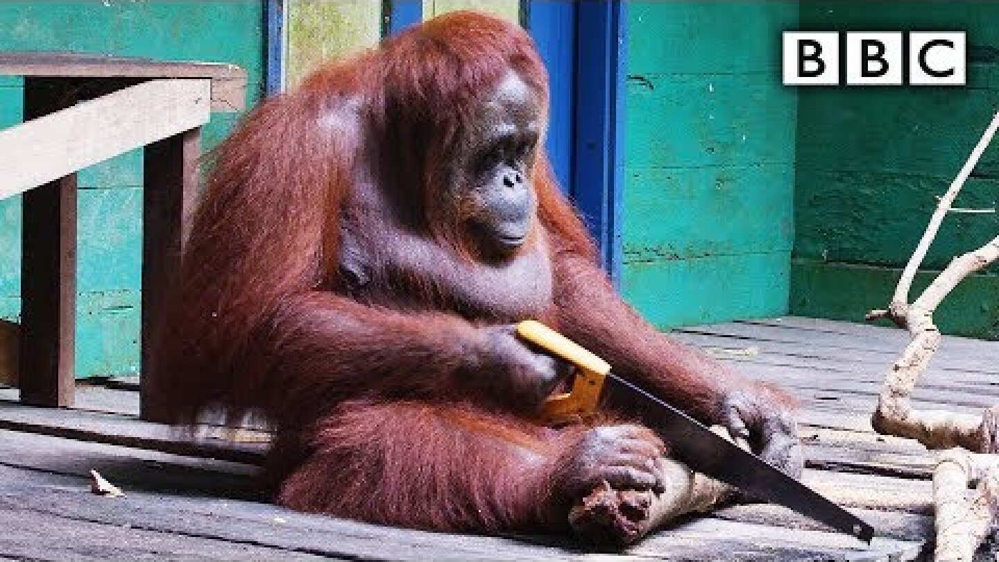 Orangutan saws a tree | Spy in the Wild - BBC