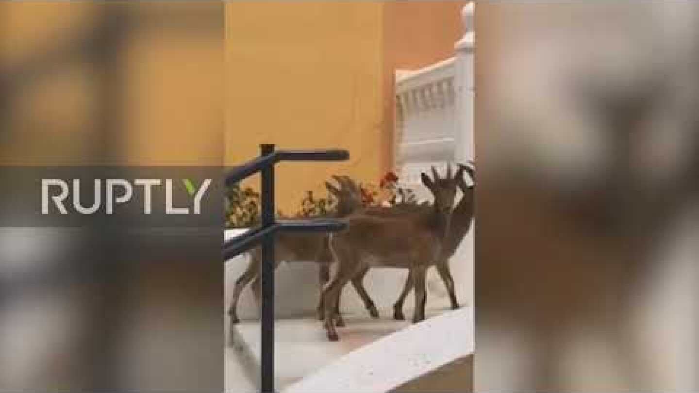 You"ve goat to be kidding! Mountain GOATS wander through Spanish town during COVID lockdown
