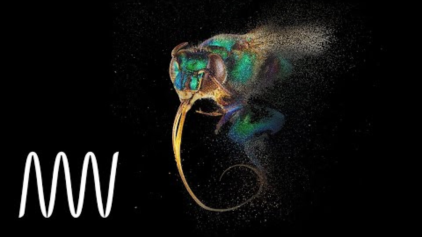 Bees: A Story Of Survival | National Museums Liverpool