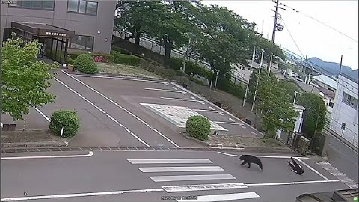 Moment bear chases and attacks workers in Japan