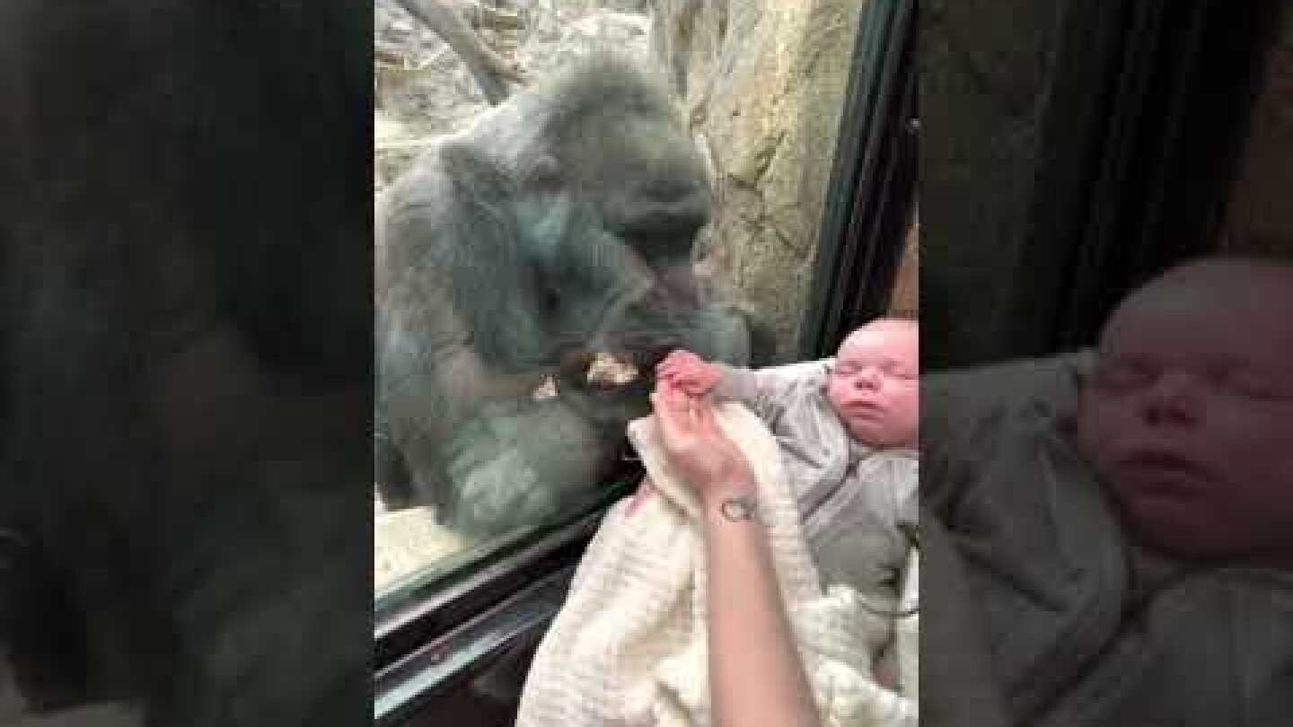 Mother shares unique maternal bond with gorilla (FULL VIDEO)