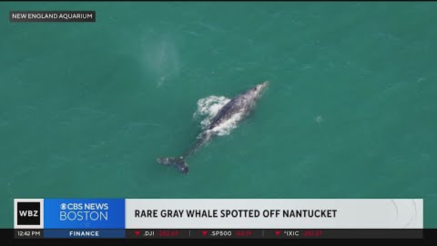 "Incredibly rare" gray whale spotted off Nantucket