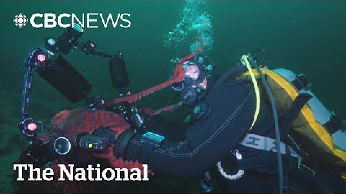 #TheMoment a giant Pacific octopus grabbed a camera and took a selfie