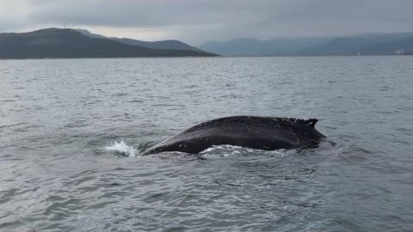 ❗ΦΑΛΑΙΝΑ στον Παγασητικό – Σπάνια καταγραφή στην Ελλάδα 🇬🇷  | Whale spotted 24/01/2026