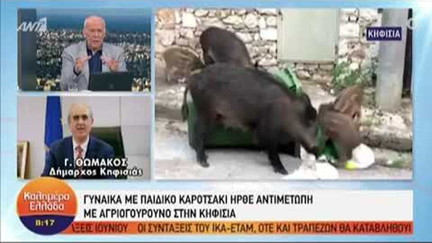 Κηφισιά | Αγριογούρουνο απείλησε μητέρα με το μωρό της!