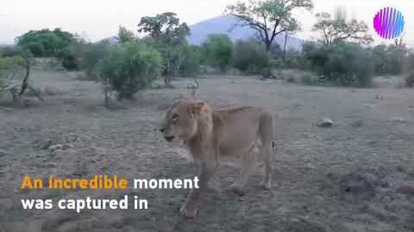 Increíble momento en que un elefante defiende a un león herido de un ataque
