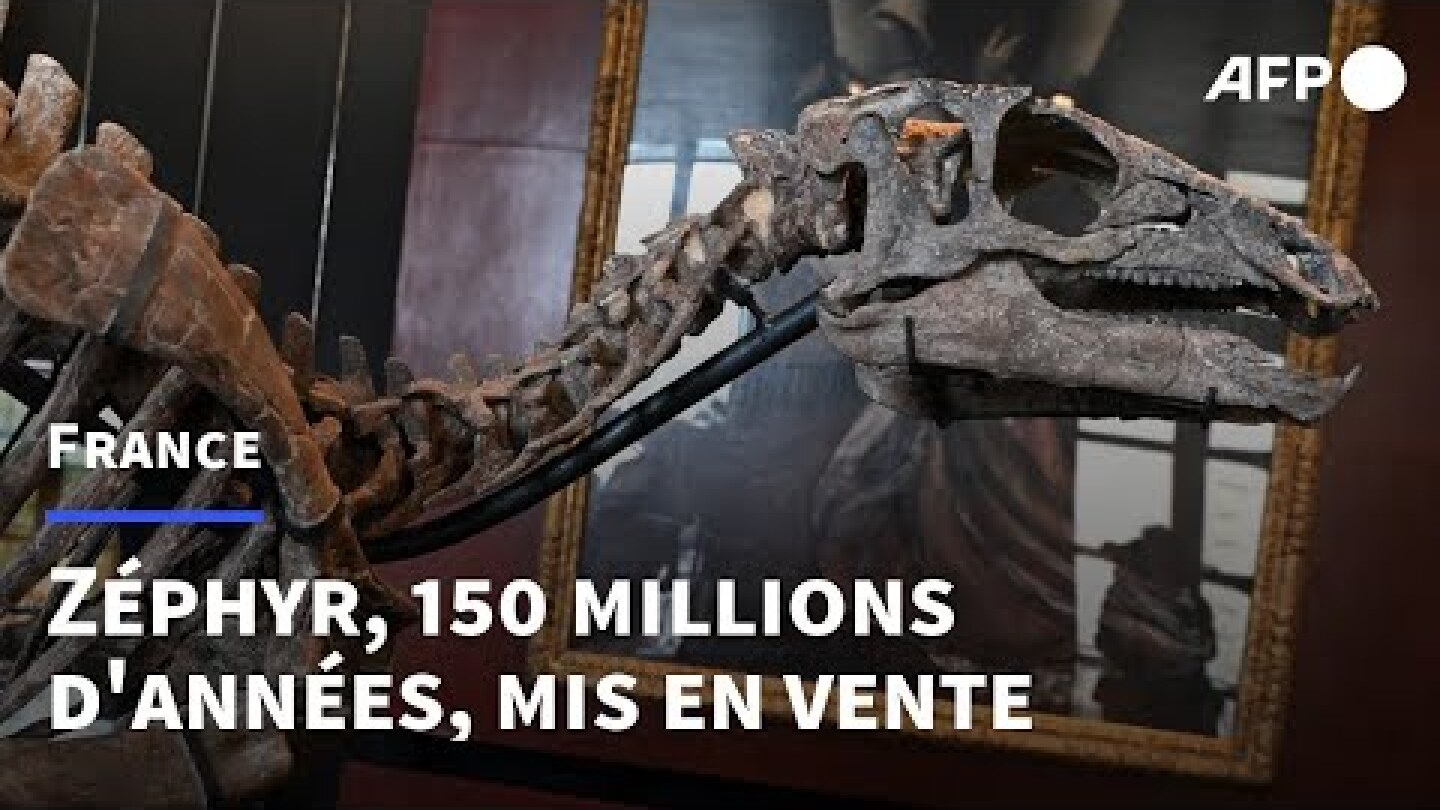 Paris: le squelette du dinosaure Zéphyr bientôt mis aux enchères | AFP