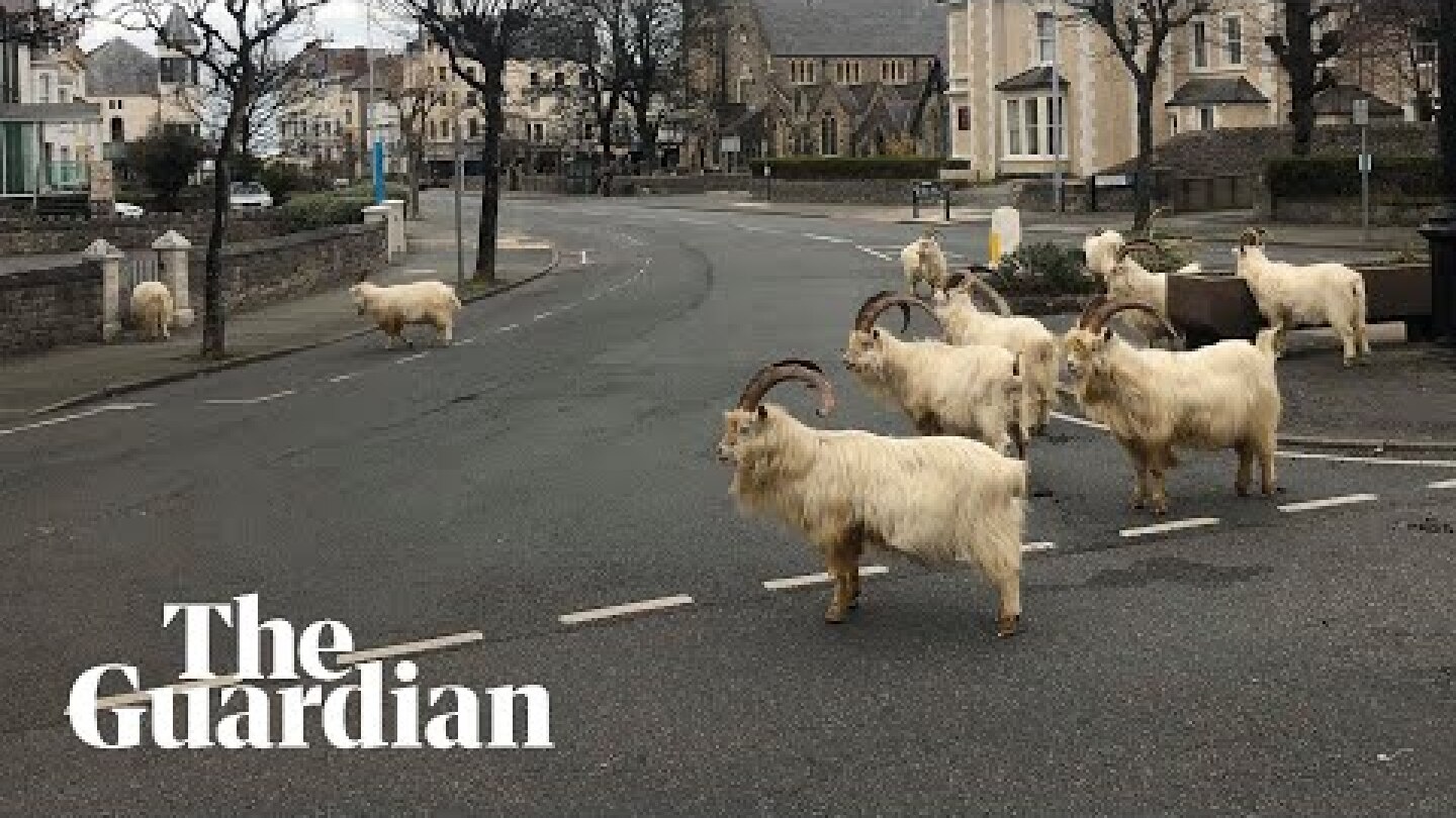 Goats take over empty Welsh streets as residents observe coronavirus lockdown