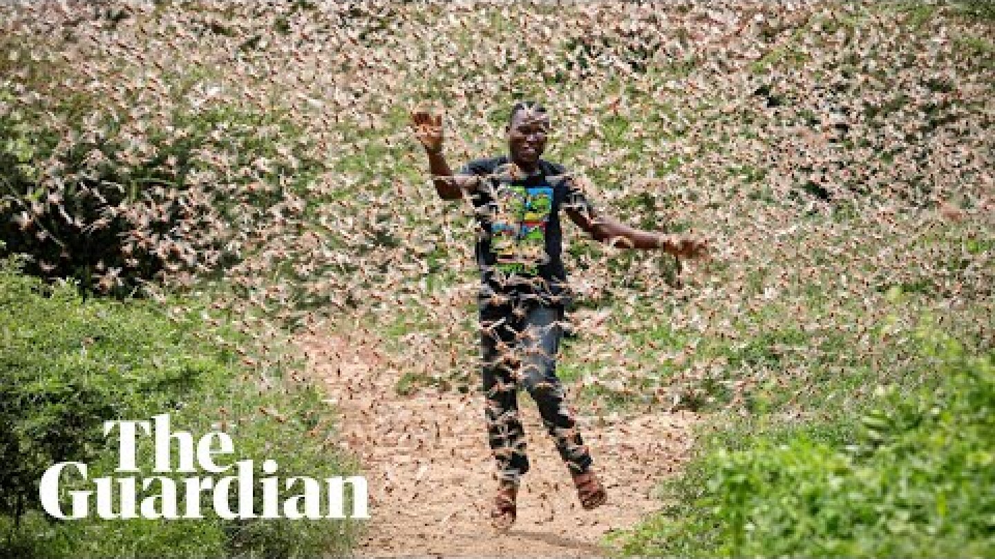 Fighting a locust plague amid Covid-19 in east Africa