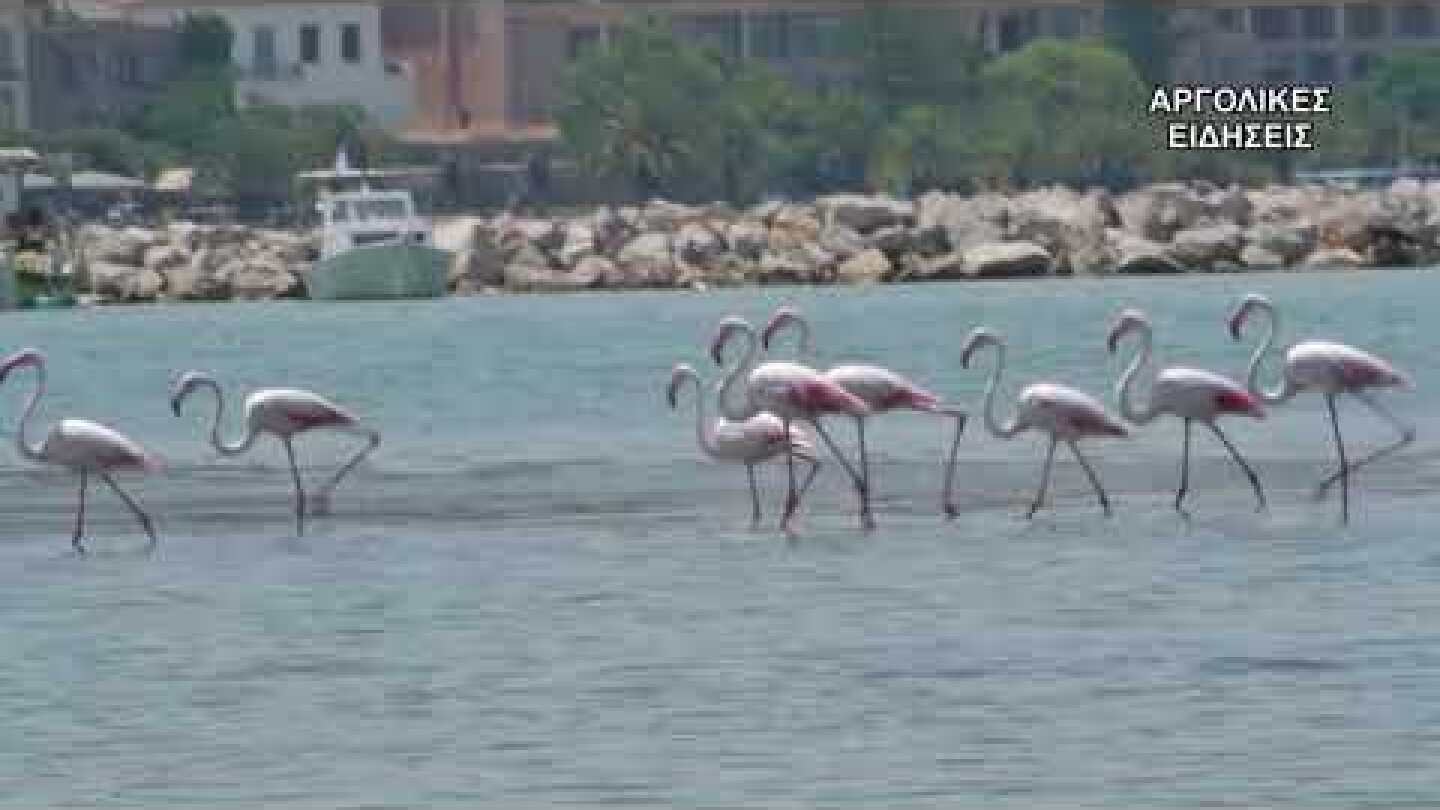 ΦΛΑΜΙΝΓΚΟ ΕΚΑΚΑΝ ΣΤΑΣΗ ΣΤΟ ΝΑΥΠΛΙΟ 30/7/2018