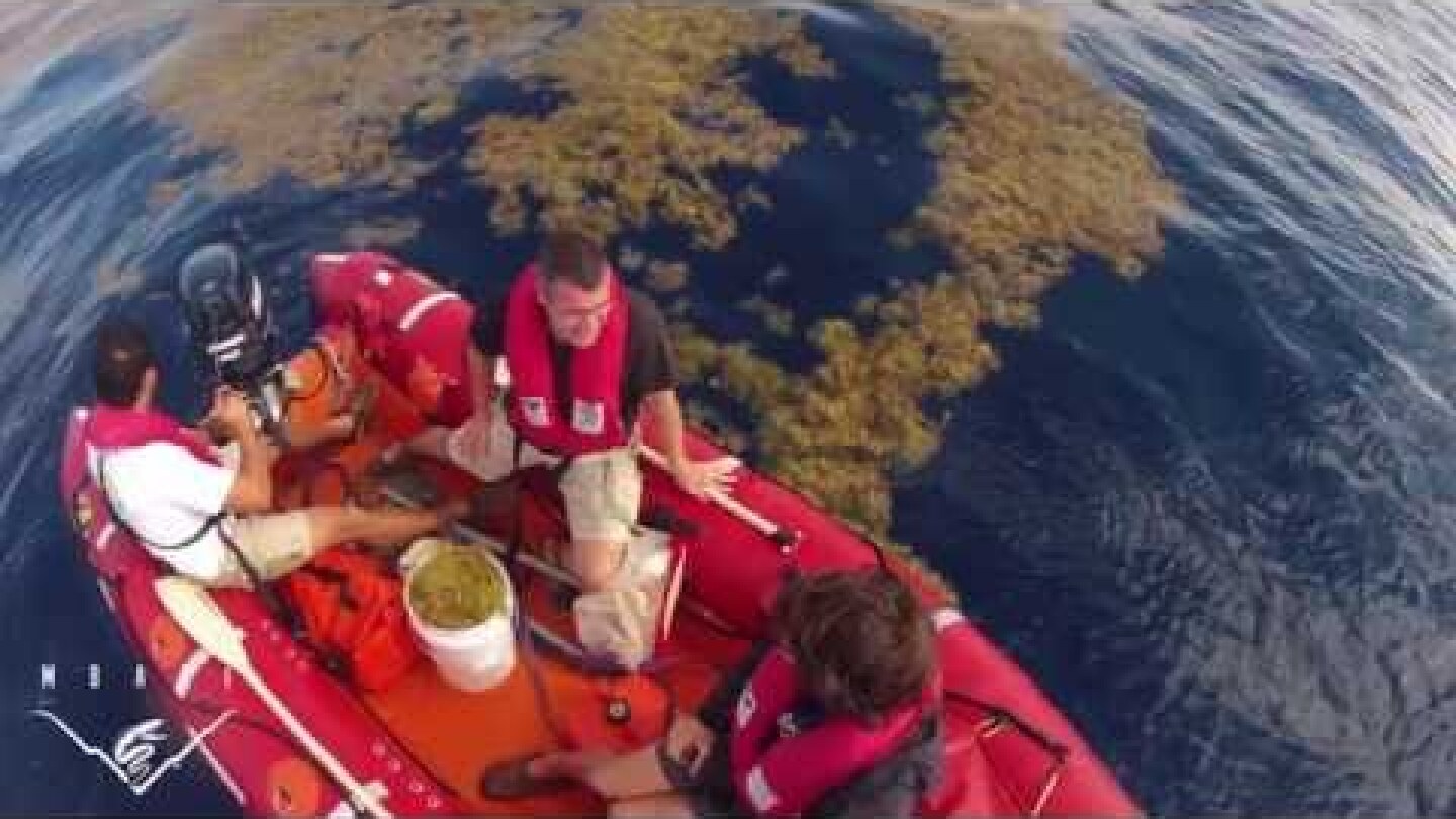 Big changes in the Sargasso Sea