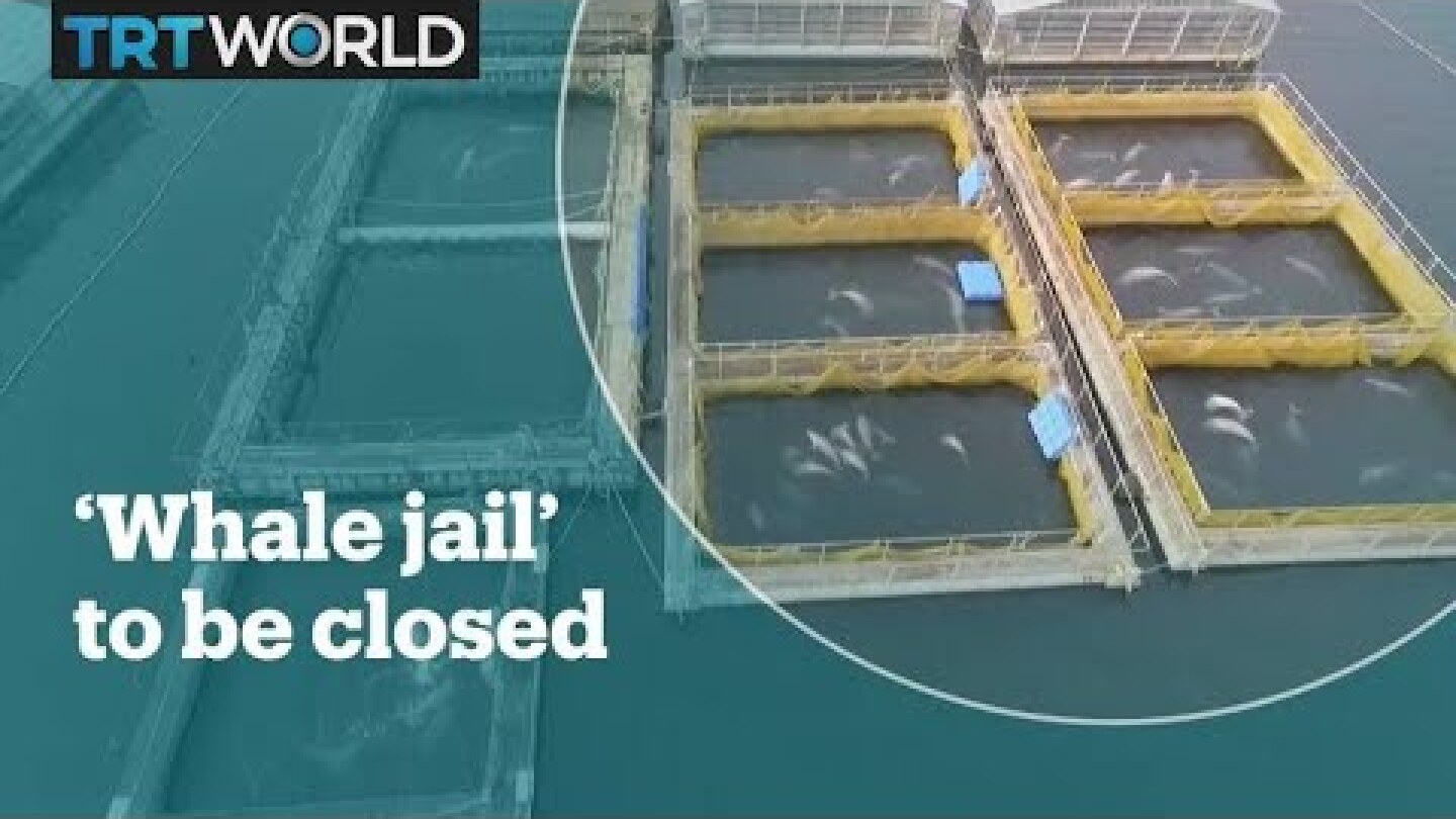 Russia set to free 100 "captive whales"