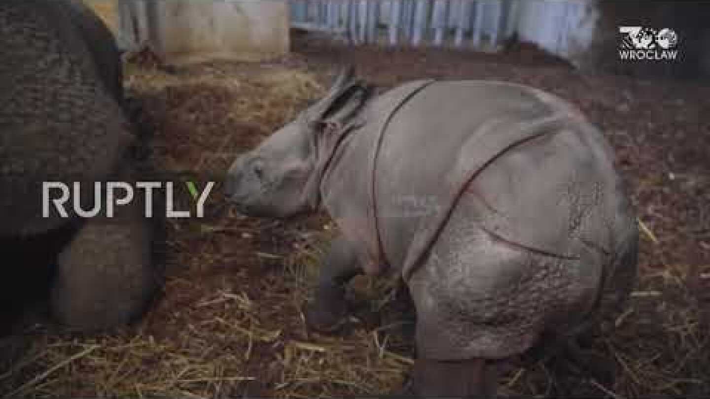 Polish zoo welcomes first baby rhino in 155 years