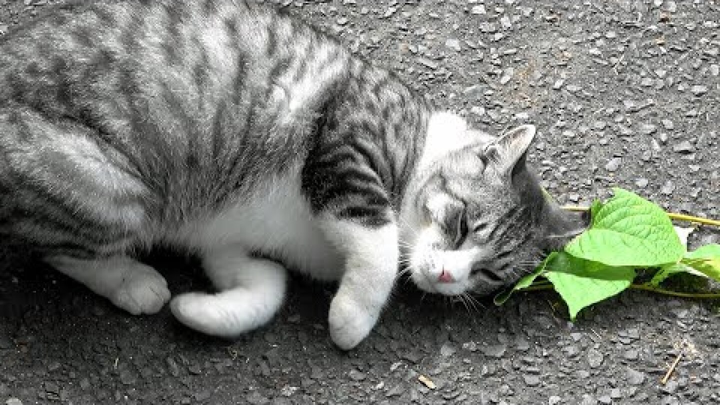 Snippet: Why are cats crazy for catnip?