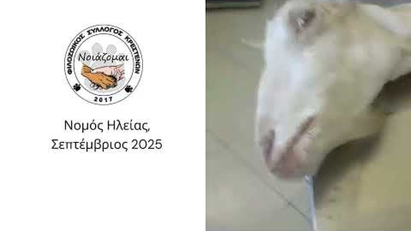 Ακρωτηριασμένη Κατσίκα Μακρίσια  Νομός Ηλείας, Σεπτέμβριος 2025
