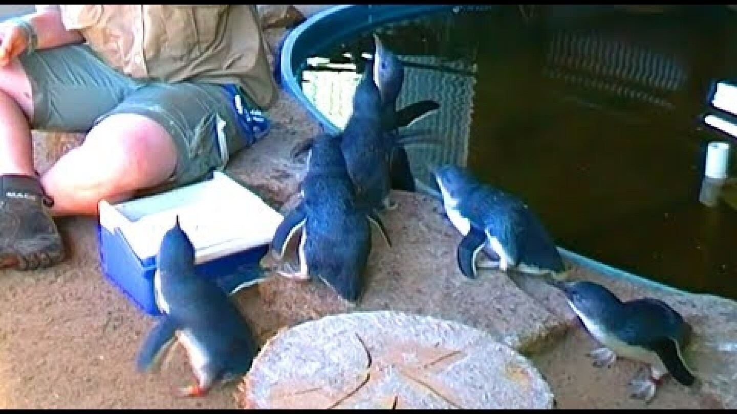 Fairy Penguins GONE WILD!!