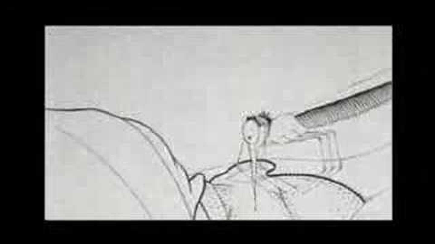 Winsor McCay - How a Mosquito Operates [1912]