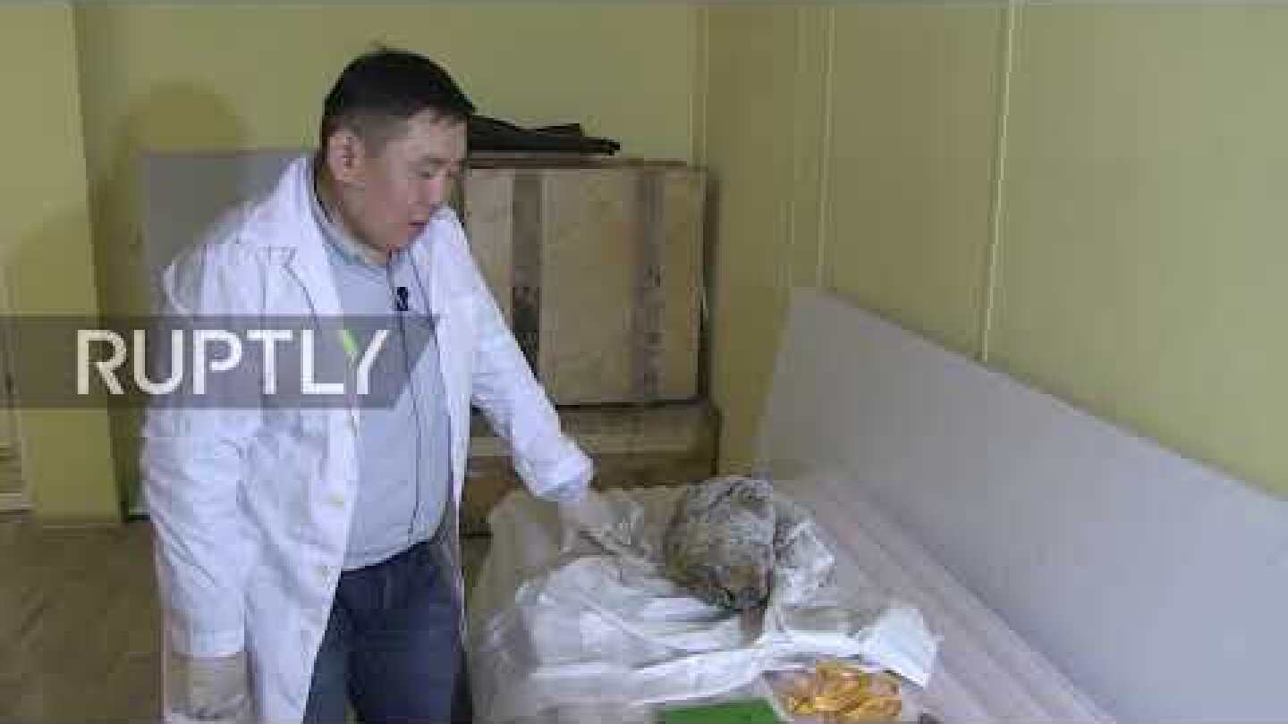 Russia: Immaculately-preserved wolf head found in Siberia