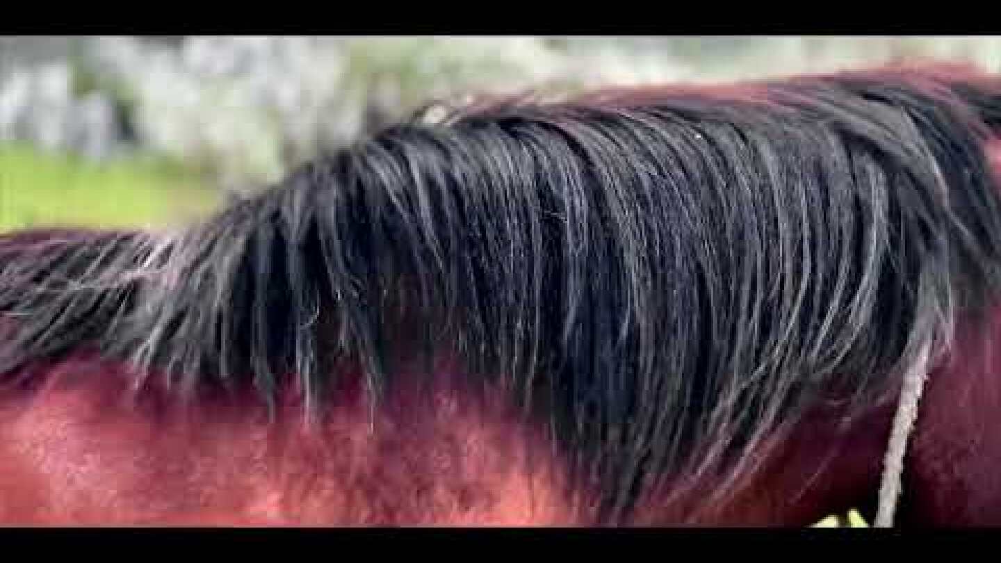 The Mountain Walker: The Place beyond the mountain